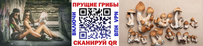 Псилоцибиновые грибы Psilocybine cubensis  Павловский Посад 